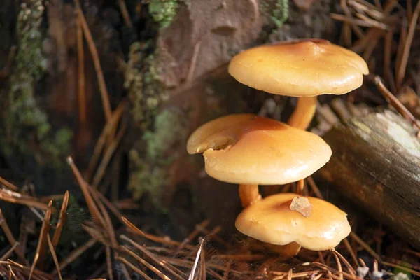 Piękne zbliżenie leśnych grzybów. Zbieram grzyby. zdjęcie grzybów, zdjęcie lasu, leśne tło. — Zdjęcie stockowe
