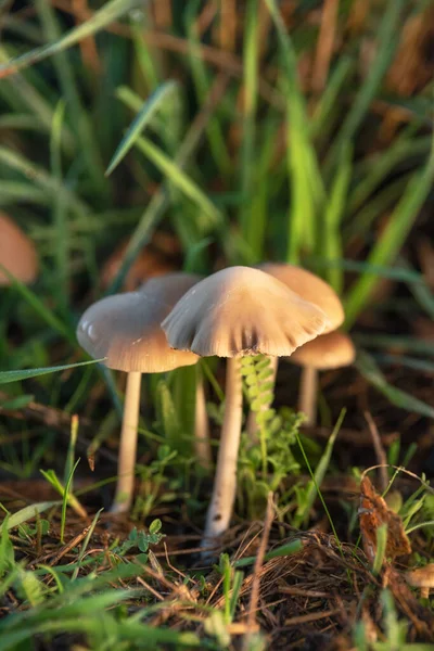Halucynogenne grzyby Liberty Cap lub Psilocybe semilanceata w zielonym tle trawy zbliżenie. — Zdjęcie stockowe