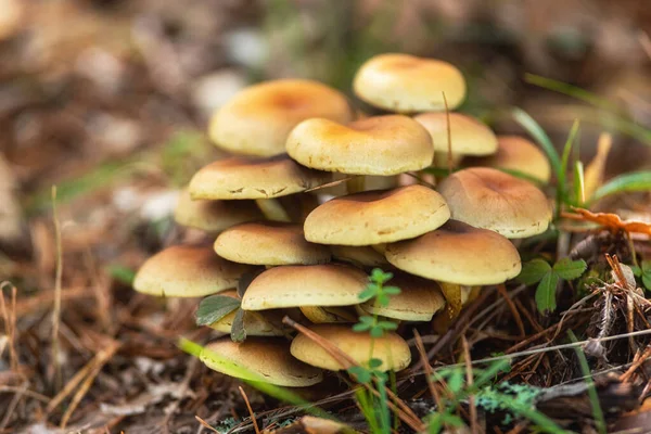 Grupa pięknych grzybów grzybów, agarika miodowa kuehneromyces mutabilis w dzikim lesie letnim. — Zdjęcie stockowe