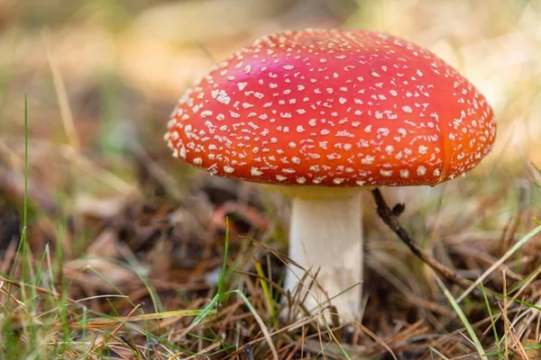 Amanita Muscaria, poisonous mushroom in natural forest background.
