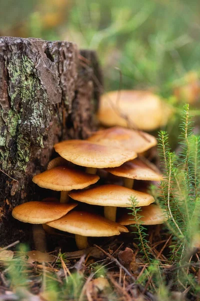 Grzyby jadalne Flammulina velutipes znany jako Enokitake, Golden Needle grzyby lub Lily grzyby. — Zdjęcie stockowe