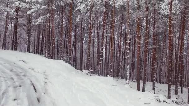 Kış ormanının havadan görünüşü. Karlı ağaç dalları, kış manzarası, orman, karla kaplı ağaçlar, kar. Hava görüntüleri, kış mevsiminde dağ ormanı.. — Stok video