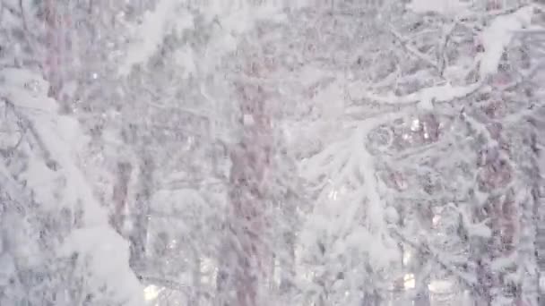 Fuertes tormentas de nieve soplan nieve en ramas y árboles en invierno . — Vídeo de stock