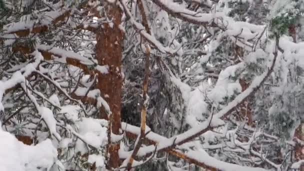 Silná sněhová bouře fouká sníh na větve a stromy v zimě. — Stock video