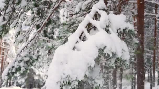Karla kaplı ağaç dalları rüzgarda hareket ediyor.. — Stok video