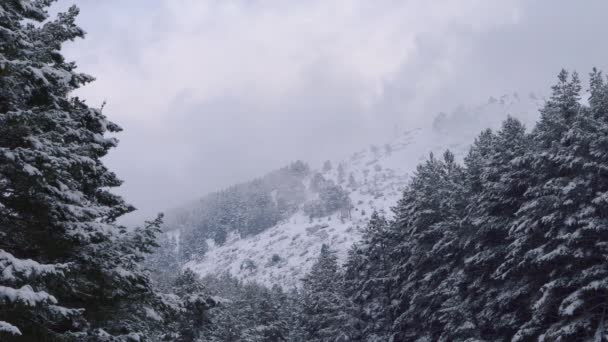 Paisagem de inverno Árvores de abeto neve coberta. Fundo da montanha na temporada de inverno . — Vídeo de Stock