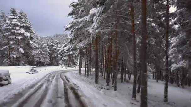 Conducir por carretera cubierta de nieve bosque de montaña. Pov constante cam material de conducción en la carretera de un bosque de montaña cubierto de nieve en un día de invierno que pasa por los abetos cubiertos de nieve blanca . — Vídeo de stock