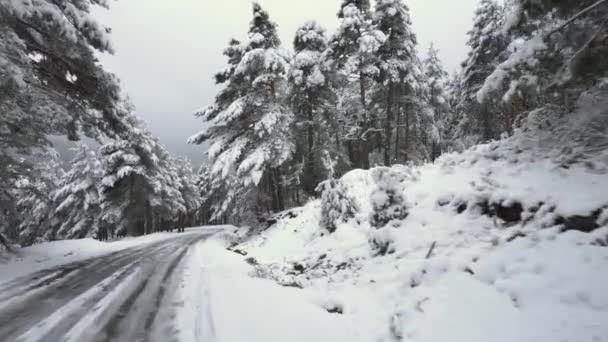 Guida su strada coperta di neve foresta di montagna. Pov filmato cam costante di guida sulla strada di una foresta di montagna innevata in una giornata invernale passando da abeti coperti di neve bianca . — Video Stock