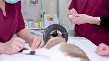 Veteriner takımı hayvan ameliyatına hazırlanıyor. Anestezi solunum devresi takılı kedi..