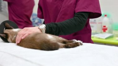 Veteriner takımı hayvan ameliyatına hazırlanıyor. Anestezi solunum devresi takılı kedi..