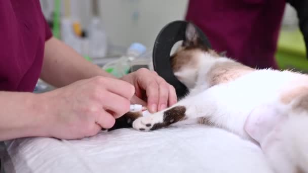 Veterinární tým připravuje zvířecí chirurgii, kočka s anestezií dýchací soupravou. — Stock video