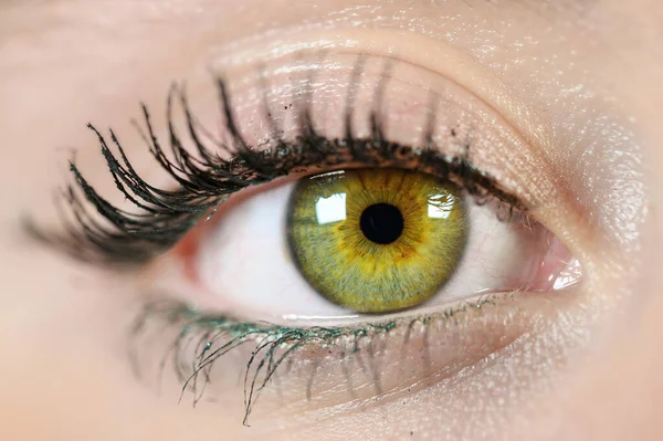 Kvinnliga öga närbild. Makro. Perfekt makeup och ögonbryn. Vackra gröna ögon. — Stockfoto