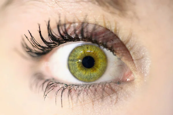 Ojo femenino de cerca. Macro. Maquillaje perfecto y cejas. Hermosos ojos verdes . —  Fotos de Stock