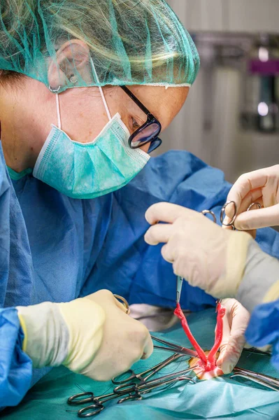 Cirurgiã na sala de operações, operando uma paciente . — Fotografia de Stock