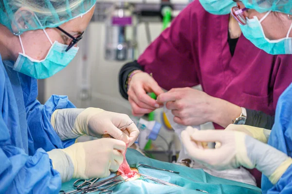 Female surgeon in operation room, operating a patient.