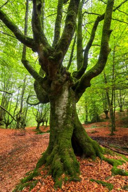 Yosunlu kayın ağaçlarıyla Idyllic orman manzarası.