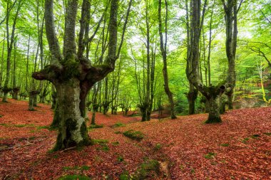 Yosunlu kayın ağaçlarıyla Idyllic orman manzarası.