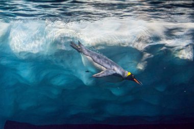 Penguen buzun altına dalıyor, sualtı fotoğrafçılığı..