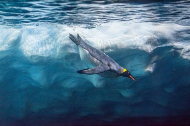 Penguen buzun altına dalıyor, sualtı fotoğrafçılığı..