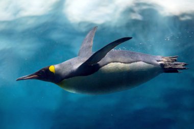 Penguen buzun altına dalıyor, sualtı fotoğrafçılığı..