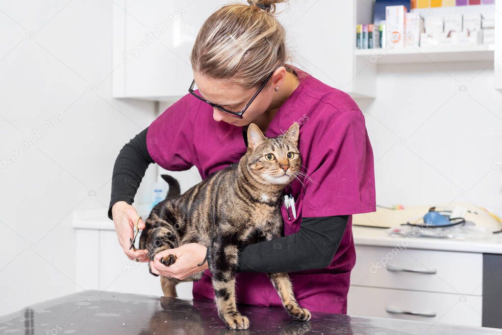 Veterinarian with clipper cutting cat nail.