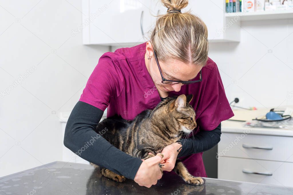 Veterinarian with clipper cutting cat nail.