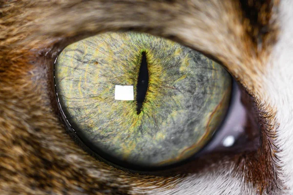 Extrémní zblízka kočka krásné zelené oko. — Stock fotografie