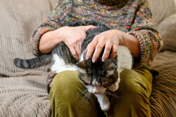 Unrecognizable Old Woman Stroking a Cat. — Stock Photo, Image