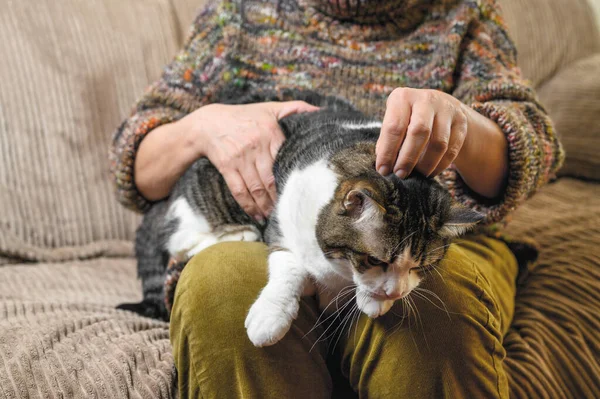 Unrecognizable Old Woman Stroking a Cat. — Stock Photo, Image