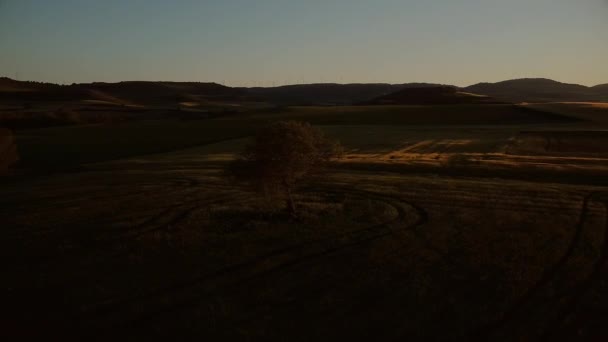 일몰 때 혼자 있는 나무 주위를 선회하는 영화에 나오는 공중 촬영. — 비디오