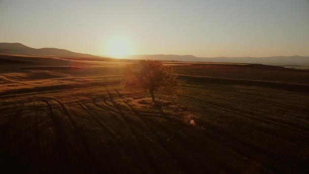 Cinematische luchtopname in een baan om een eenzame boom bij zonsondergang. — Stockvideo