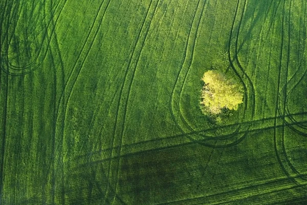 Bela paisagem aérea de uma árvore solitária em um campo agrícola ao pôr do sol . — Fotografia de Stock