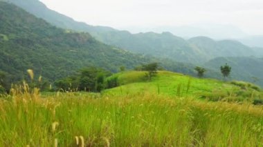4k: Nemli bir ormanda, bitki örtüsünü ve çok fazla sisi görebileceğiniz bir sis. Bulut orman etkisi sadece sabahları görülür..