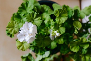 hassas beyaz Sardunya çiçekleri ve yeşil Sardunya yaprakları