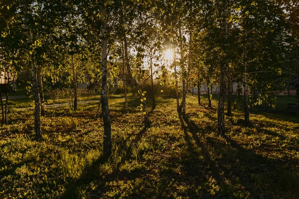 El sol poniente entre los árboles en la primavera en el parque —  Fotos de Stock