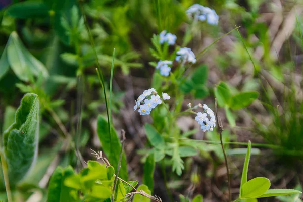 Petites fleurs sauvages bleues dans la forêt — Photo