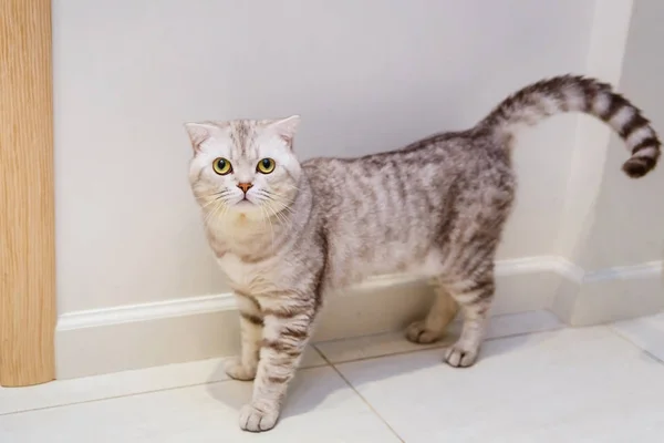 Grey Doblar gato británico — Foto de Stock