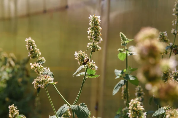 Abelha Nas Flores Hortelã Perto — Fotografia de Stock