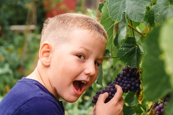 Ребенок Куча Черного Винограда Мальчик Кусает Виноград — стоковое фото
