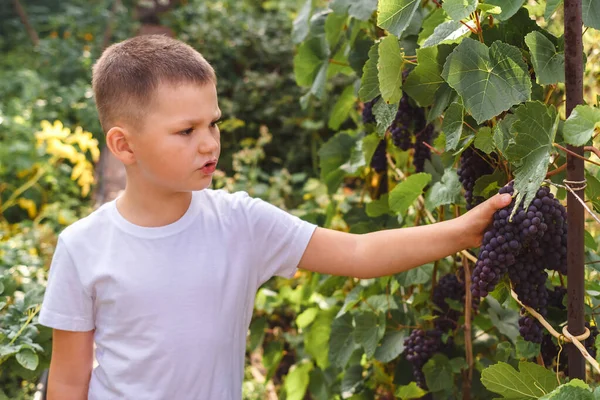 Шестилетний Мальчик Обдирает Ветку Черного Винограда — стоковое фото