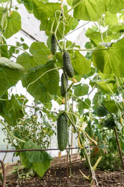 Huysuz küçük salatalıklar bir serada yetişir. Hasat zamanı.