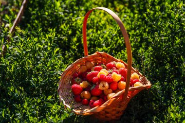 Bahçedeki güneş ışığında böğürtlen dolu ahşap sepet. Böğürtlen
