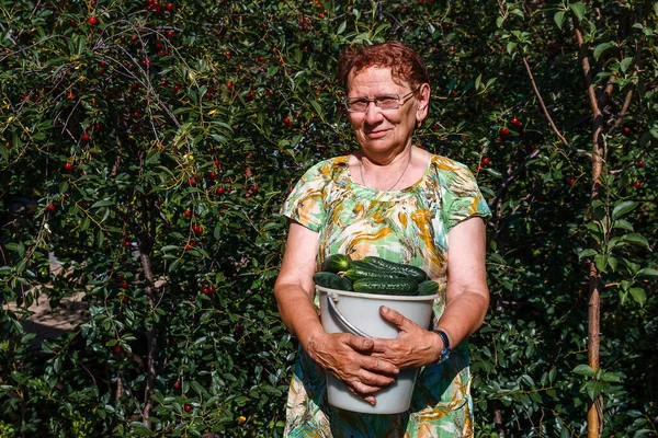 Äldre Kvinnliga Trädgårdsmästare Med Hink Gurka Skörd — Stockfoto