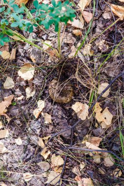 Yaprakların altındaki beyaz kargo. Mantar nasıl büyüyor?