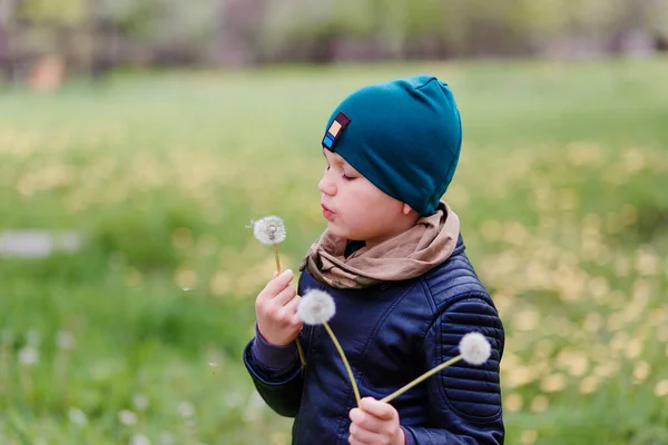 Семилетний Мальчик Зеленой Кепке Держит Белые Спелые Одуванчики Размытом Естественном — стоковое фото