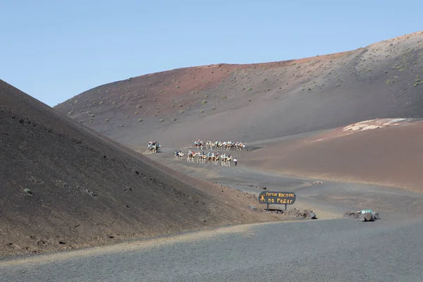 Milli Parkı Timanfaya sürme deve — Stok fotoğraf