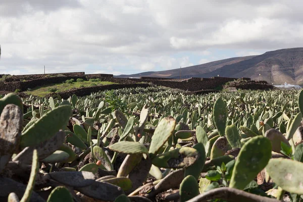 На острове Лансароте есть много разновидностей кактуса — стоковое фото