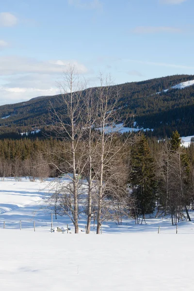 Skibanen in de sneeuw — Stockfoto