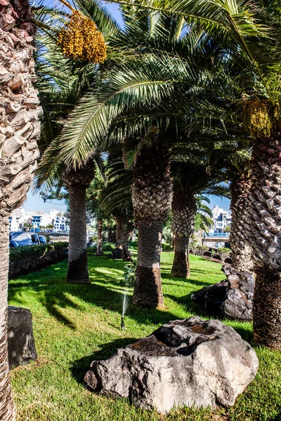 Palmy rozwijają się w ogniu Lanzarote — Zdjęcie stockowe