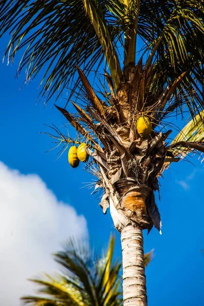 Palmeras de coco en la isla canaria de Lanzarote — Foto de Stock